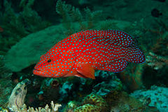 Miniatus Grouper