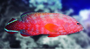 Red V Tail Grouper