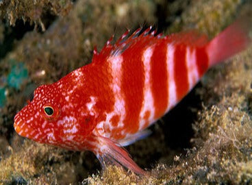Hawaiian Hawkfish