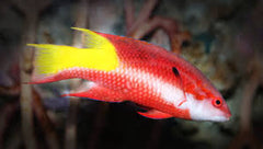 Cuban Hogfish