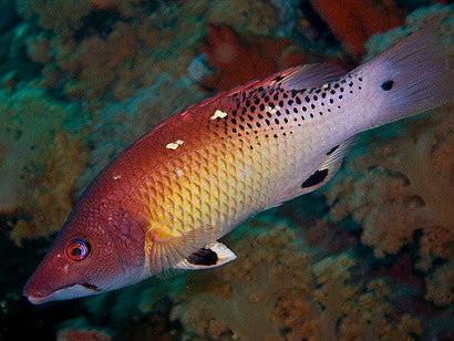 Diana's Hogfish: Juvenile