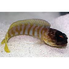 Tiger Jawfish