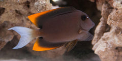 Flame Fin (Tomini) Tang