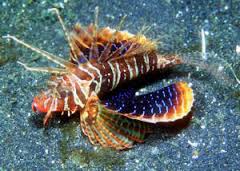 Bluefin Zebra Lionfish