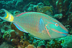 Colored Parrotfish