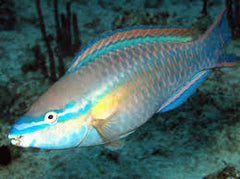 Princess Parrotfish