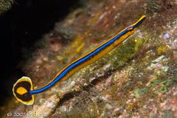 Bluestripe Pipefish