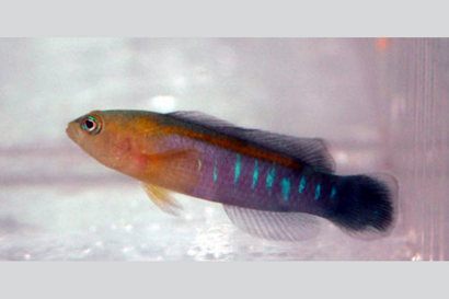Blue Bar Pseudochromis