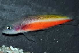 Orange Peel Pseudochromis: Female