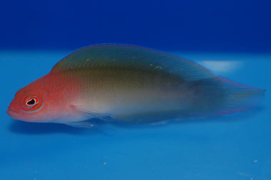Queensland Dottyback