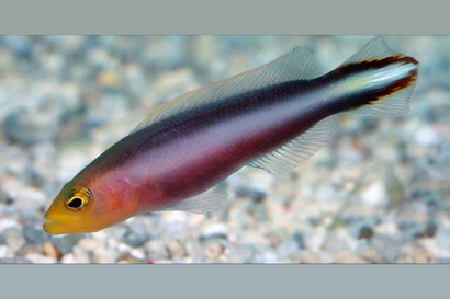 Rainbow Pseudochromis