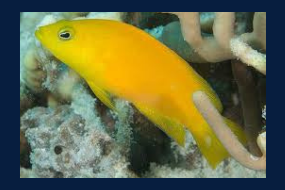 Yellow Pseudochromis