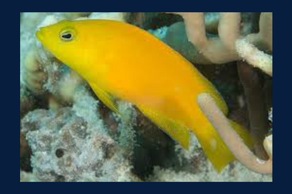 Yellow Pseudochromis