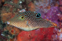 Blue Spot Puffer