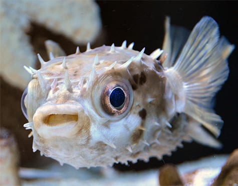 are spiny box puffer fish poisonous Burr (Porcupine) Puffer Short Spine – Sea Dwelling Creatures