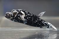 Dogface Puffer: Dalmation