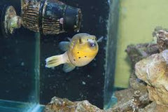 Dogface Puffer: Yellow Belly