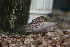 Leopard Puffer