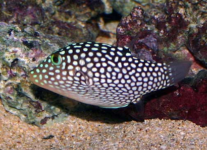 Spotted Puffer