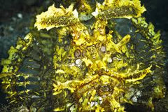 Rhinopias: Yellow Super