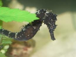 Comes (Ringtail) Seahorse: Tank Raised