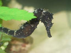 Comes (Ringtail) Seahorse: Tank Raised