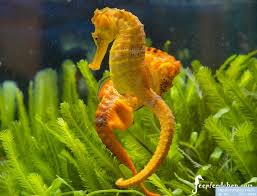 Reidi Seahorse: Red