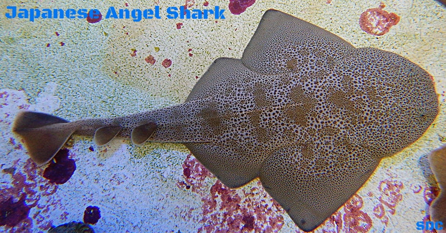 Angel Shark – Sea Dwelling Creatures