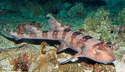 Bamboo Cat Shark