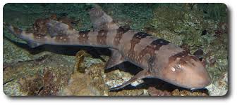 Bamboo Cat Shark: Tank Raised