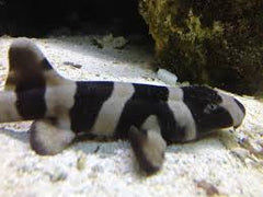 Banded Cat Shark