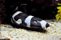 Banded Cat Shark: Tank Raised