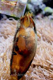 Banded Cat Shark: Egg Case
