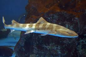 Leopard Shark