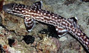 Marbled Cat Shark: Tank Raised
