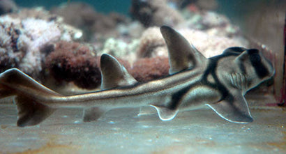Port Jackson Shark