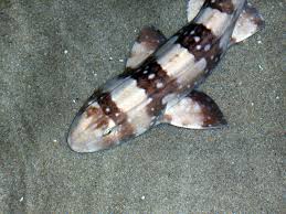 White Spotted Bamboo Shark: Tank Raised