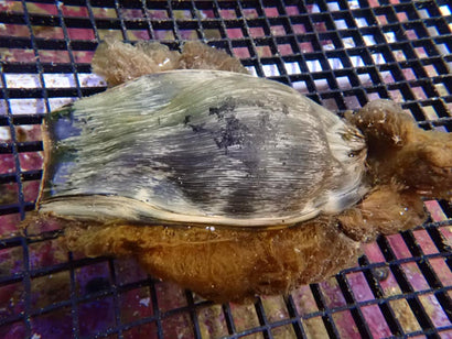 Zebra Shark: Egg Case