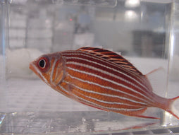 Candy Cane Squirrelfish