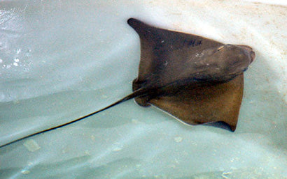 Bat Stingray