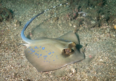 Blue Spot Stingray: Diamond