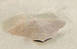 Butterfly Stingray