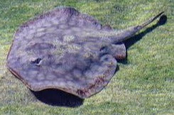 California Stingray