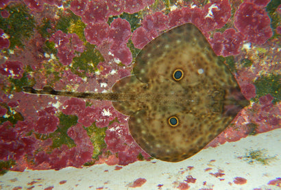 Peacock Stingray