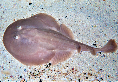 Skate Stingray
