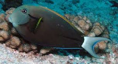 Black Shoulder Tang