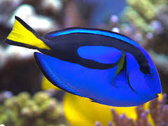 Blue (Hippo) Tang