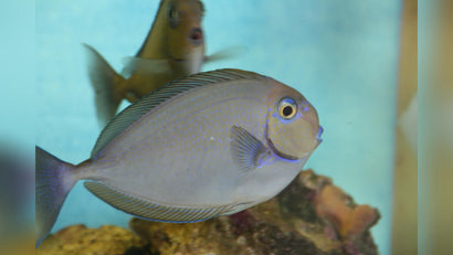 Blue Spot Naso Tang