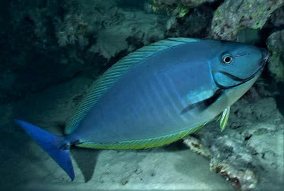 Blue Tail Naso Tang