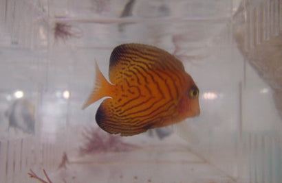 Chevron Tang: Juvenile